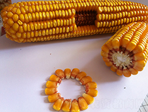 �F��919-���׷N��-�F�зN�I(y��)