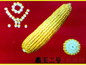 ���2̖(h��o)-���׷N��-���