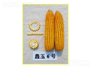 ���6̖(h��o)-���׷N��-���