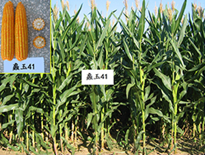 ���41̖(h��o)-���׷N��-���