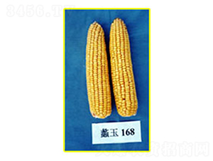 ���168-���׷N��-���