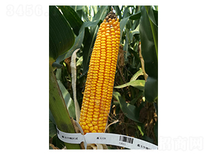 ���126-���׷N��-���