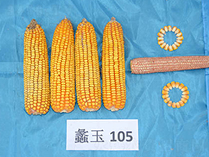 ���105-���׷N��-���