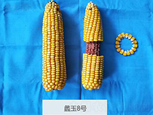 ���8̖(h��o)-���׷N��-���