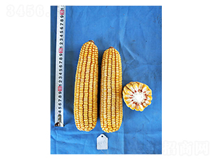 �H��2̖(h��o)-���׷N��-���