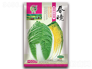 春曉營養(yǎng)大白菜-娃娃菜種子-春潤種業(yè)