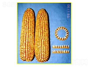 ���13̖(h��o)-���׷N��-���