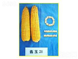 ���21̖-���׷N��-���