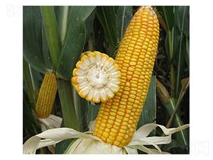 ���88-���׷N��-���