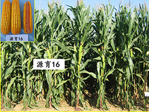 Դ��16̖-���׷N��-���