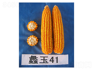 ���41-���׷N��-���