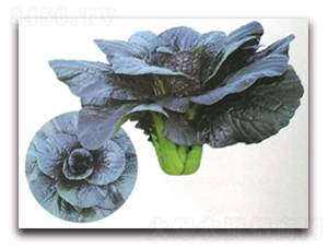 ���Ͱײ�-�ײ˷N��-�����o(j��)