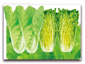 ���Ϳ��-�ײ˷N��-�����o(j��)