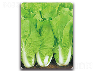 ���S���-�ײ˷N��-�����o(j��)