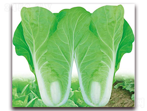 ��ʿɽ���-�ײ˷N��-�����o(j��)