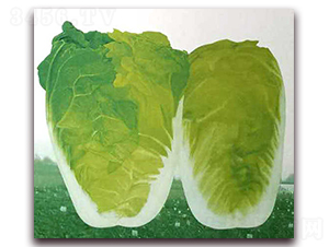 ��{���޲�-���޲˷N��-�����o(j��)