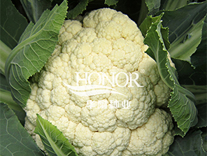 凱旋65-花菜種子-華耐種業(yè)