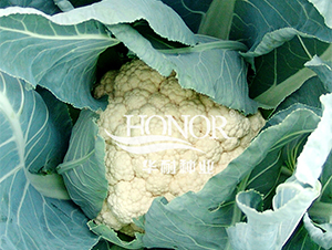 荷蘭雪-花菜種子-華耐種業(yè)