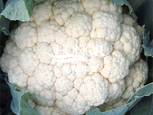 �A��70-���˷N��-�A�ͷN�I(y��)