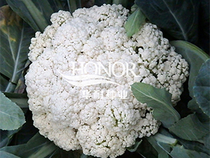 華耐松花75-花菜種子-華耐種業(yè)