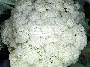 華耐松花80-花菜種子-華耐種業(yè)