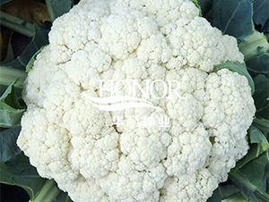 晗松松花90-花菜種子-華耐種業(yè)