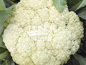 華耐松花100-花菜種子-華耐種業(yè)