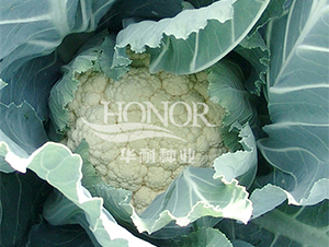 雪盤-花菜種子-華耐種業(yè)