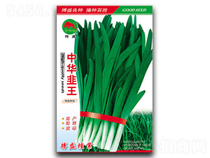 中華韭王-韭菜種子-搏盛種業(yè)