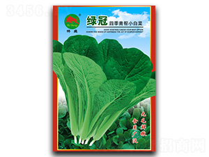 綠冠四季青幫-小白菜種子-搏盛種業(yè)