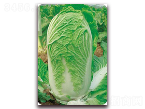 ���ݰ�̖-�ײ˷N��-�����o(j��)