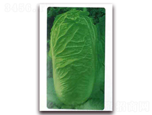 ��G65-�ײ˷N��-�����o(j��)