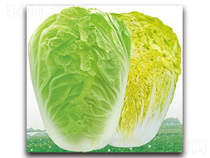 �S����5̖-�ײ˷N��-�����o(j��)