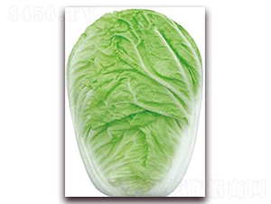 �Ό50-�ײ˷N��-�����o(j��)