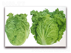 ����55-�ײ˷N��-�����o(j��)