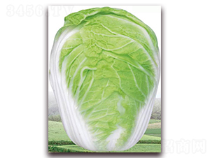 ������-�ײ˷N��-�����o(j��)