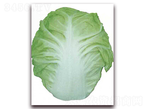 ��{С��-�ײ˷N��-�����o(j��)