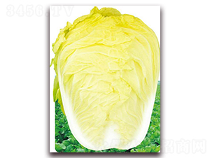 �����_(d��)��̖(h��o)-�ײ˷N��-�����o(j��)