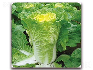 ��{����-�ײ˷N��-�����o(j��)