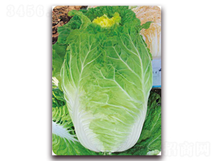 �������-�ײ˷N��-�����o(j��)