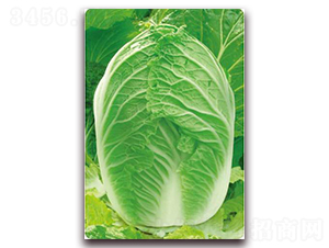 ����7̖(h��o)-�ײ˷N��-�����o(j��)