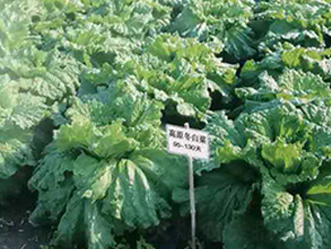 ��ԭ���ײ�-�ײ˷N��-�����o(j��)