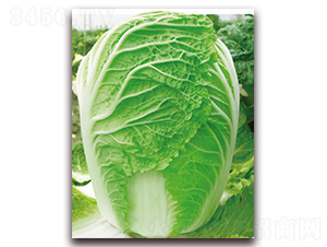 ��ó�-�ײ˷N��-�����o(j��)