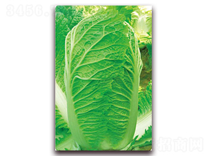 ��{��̖(h��o)-�ײ˷N��-�����o(j��)