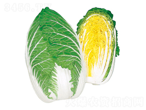 ���\-��ײ˷N��-�r(n��ng)����