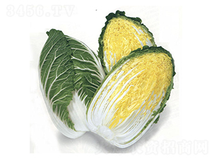 ���\-��ײ˷N��-�r(n��ng)����