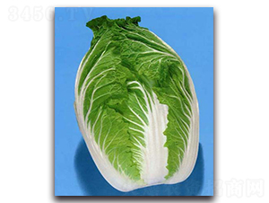 ���\-��ײ˷N��-�r����