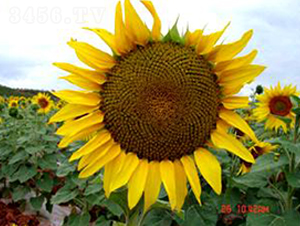 �����Ϳ�D315-�����N��-���N