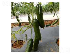 �n��-�S�ϷN��-���N