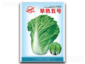 ������̖(h��o)-С�ײ˷N��-�z��